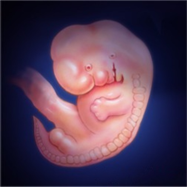 Illustration of a fetus at 8 weeks