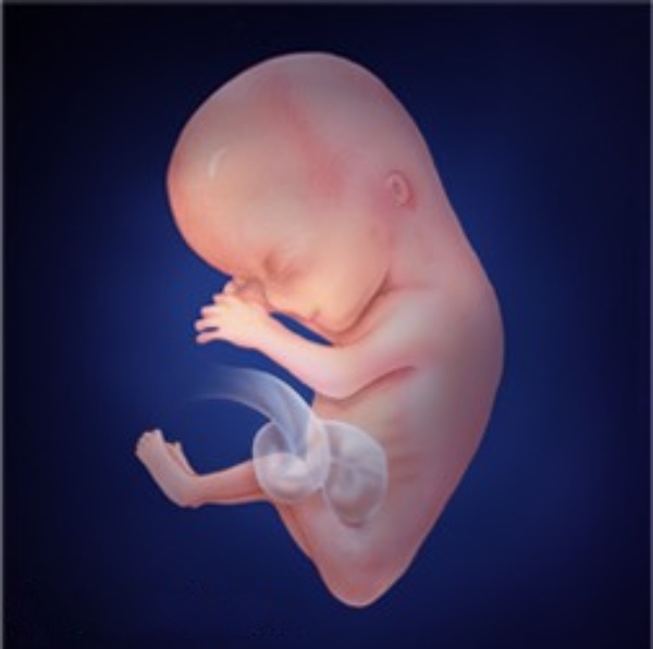 Illustration of a fetus at 12 weeks