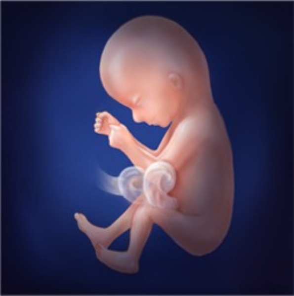 Illustration of a fetus at 16 weeks
