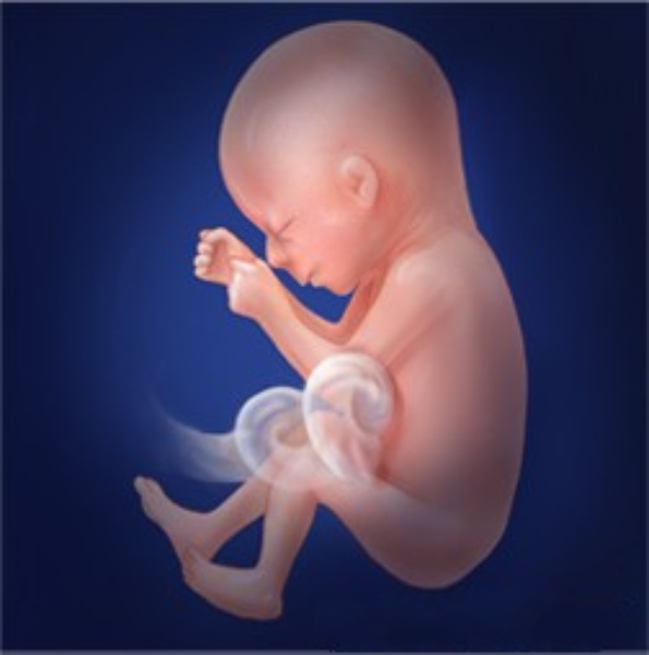 Illustration of a fetus at 20 weeks