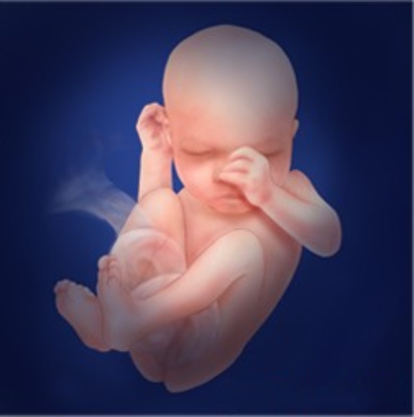 Illustration of a fetus at 32 weeks