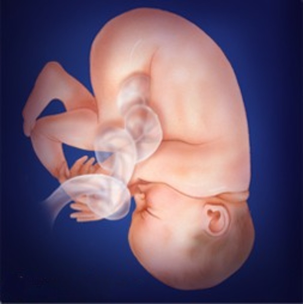 Illustration of a fetus at 39 weeks